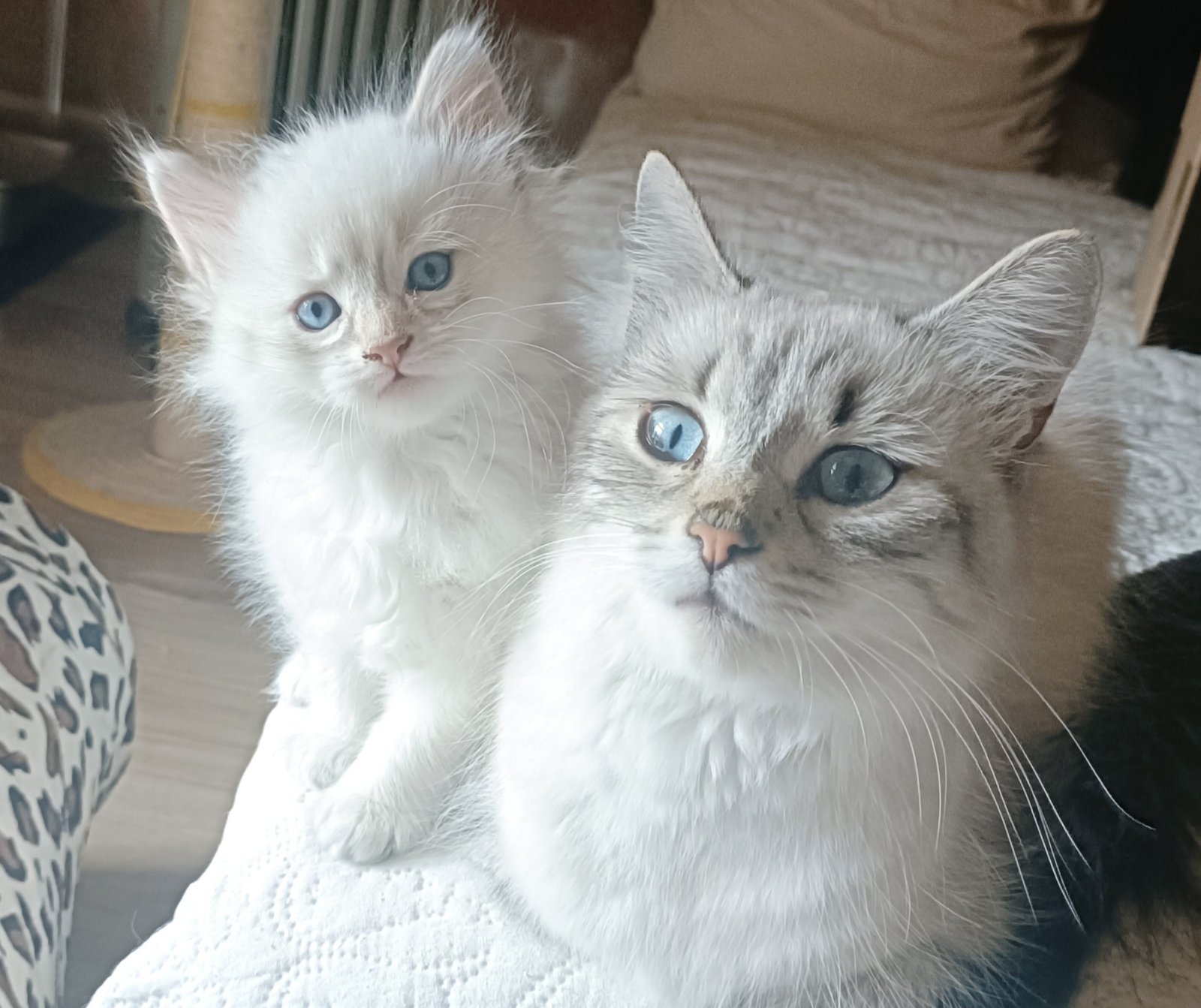 Chaton Neva Masquerade