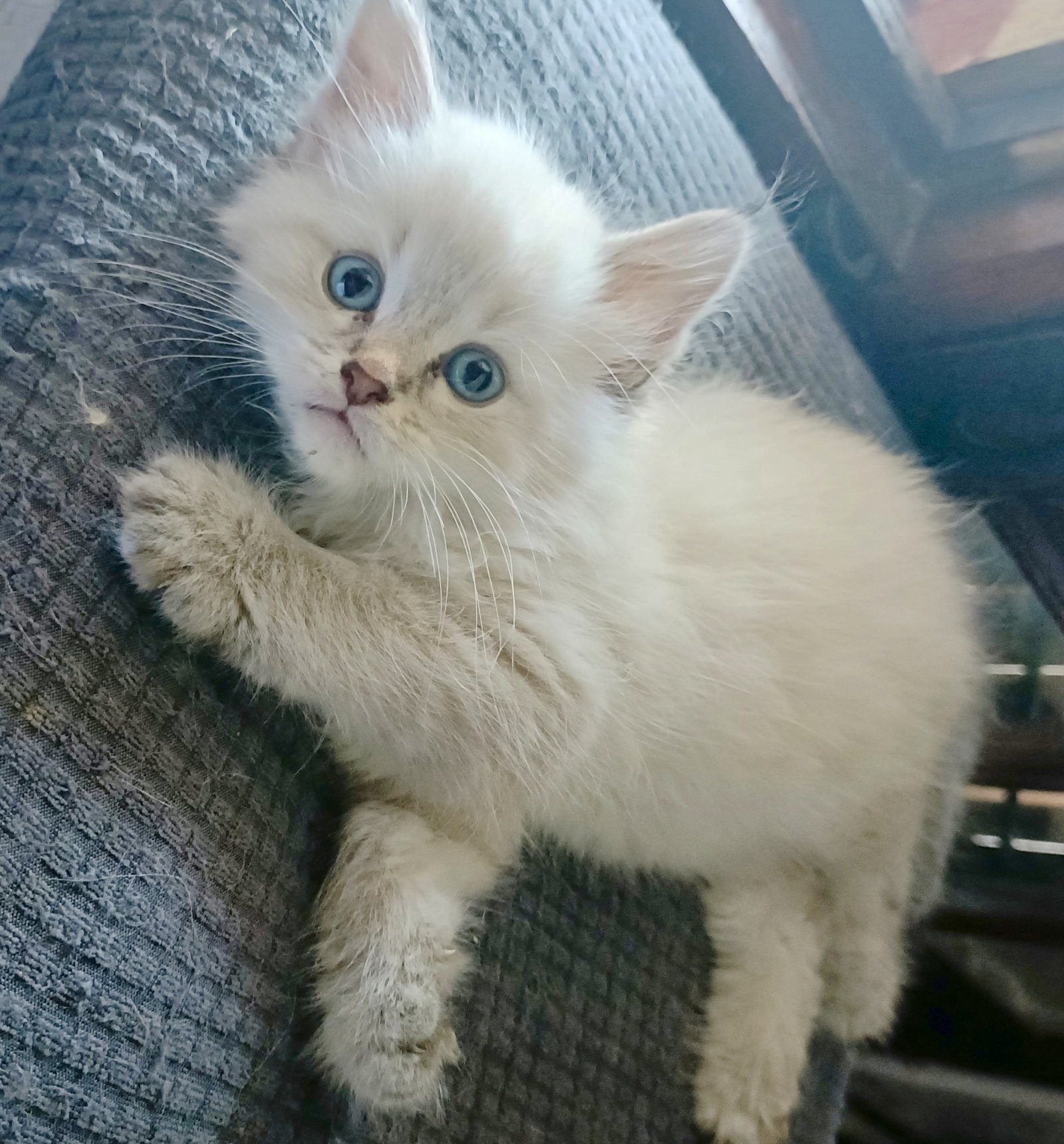 Chaton sibérien de la chatterie Surya