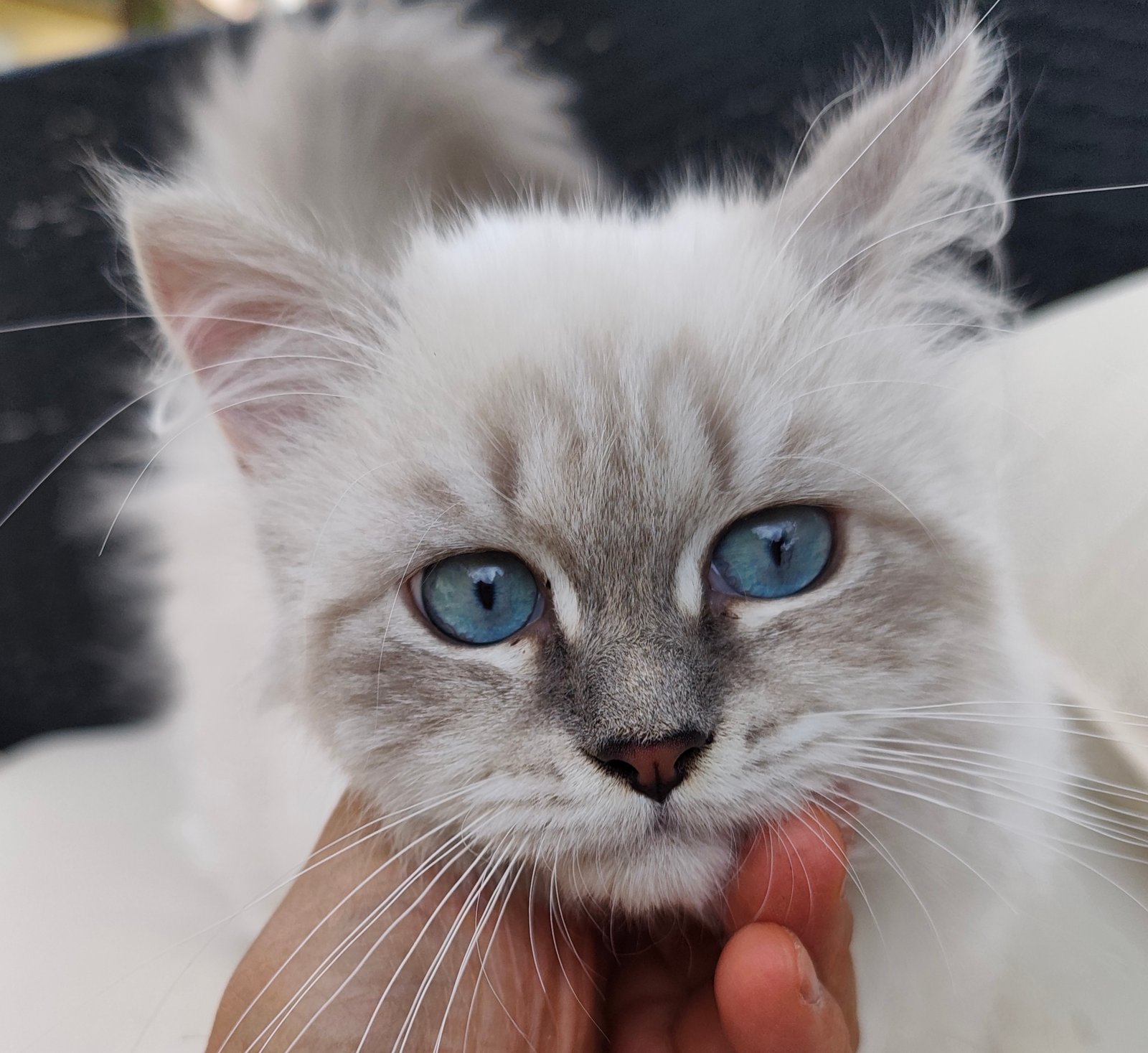 Chaton Neva Masquerade de la chatterie Surya