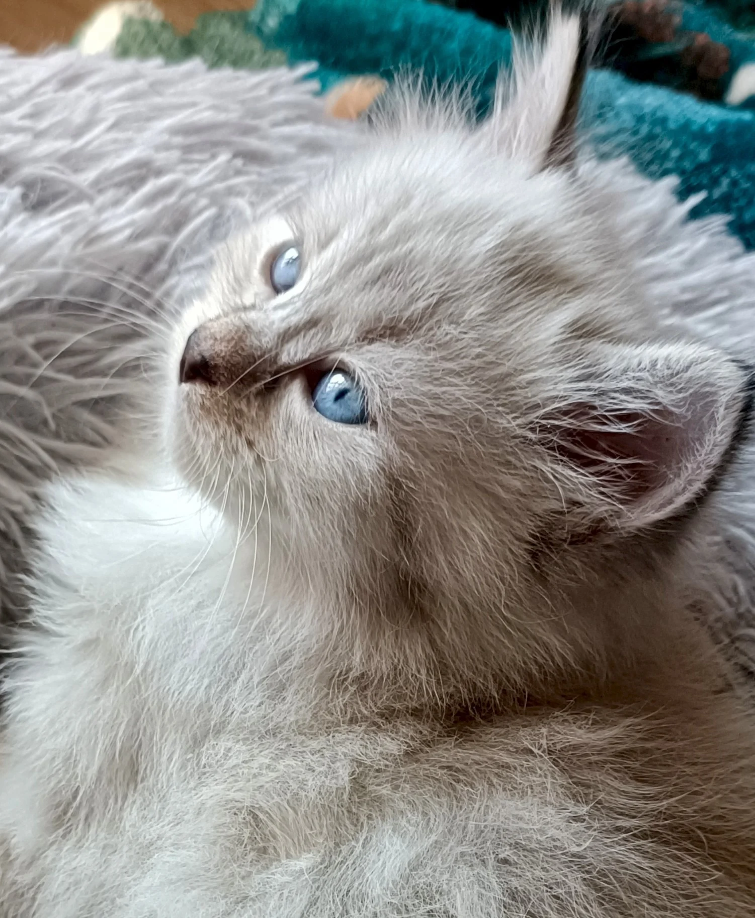 Sibérien seal lynx point adulte