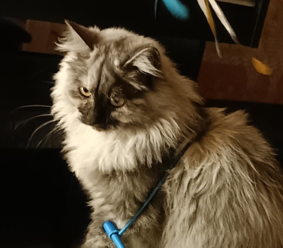 Sibérienne traditionnelle, chatterie Surya
