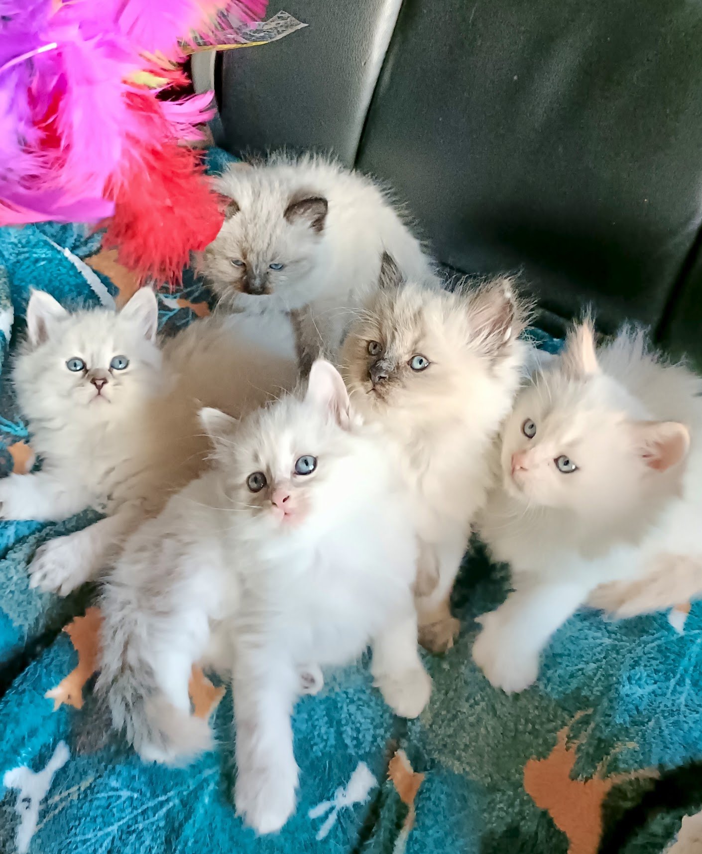 Chaton Neva
